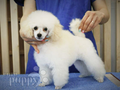 Informacion De Perros De La Raza Toy Poodle Perros En Venta
