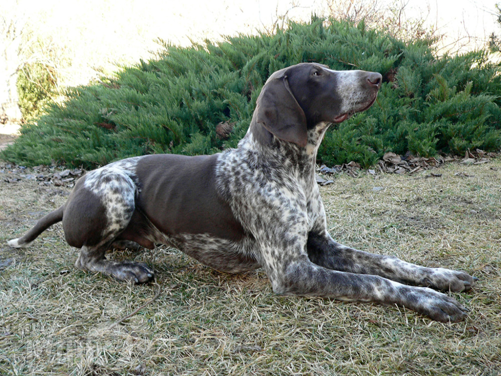 german wirehaired pointer for sale