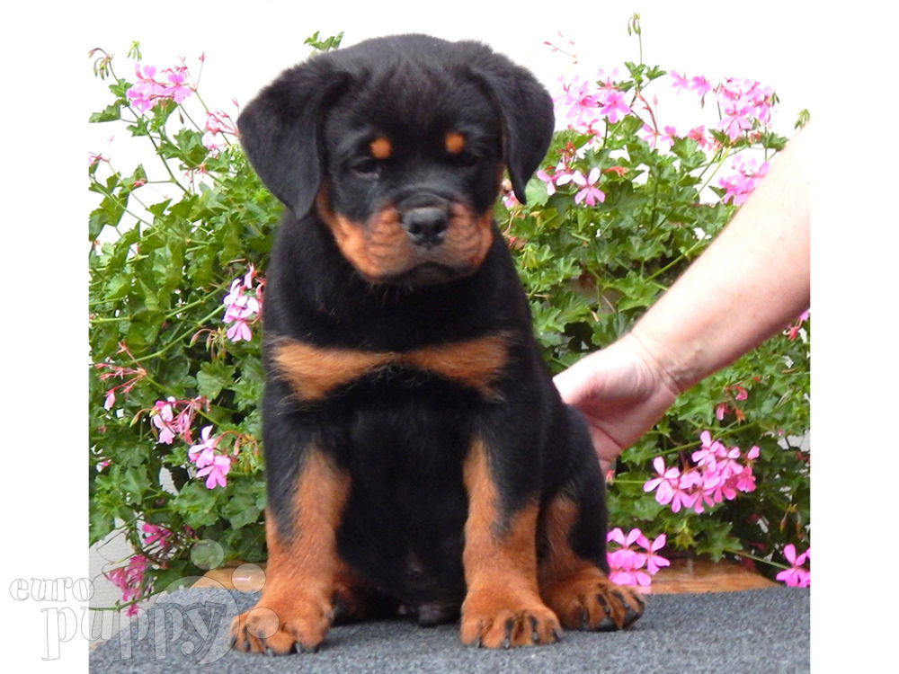 Rugby Rottweiler Puppy For Sale Euro Puppy