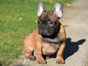 French Bulldog For Sale French Bulldog Puppies