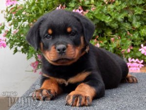 large rottweiler breeders