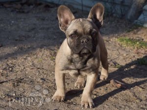 French Bulldog For Sale French Bulldog Puppies