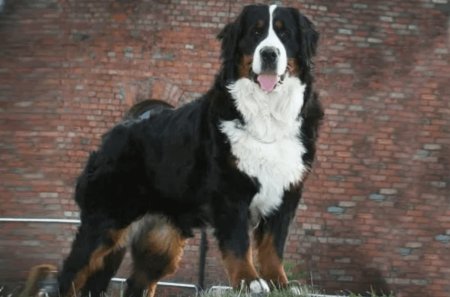 Bernese Mountain Dog image