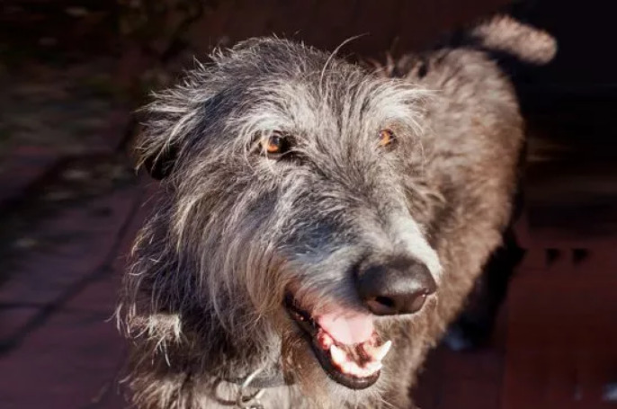 Scottish Deerhound photo