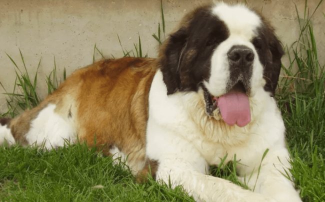 Saint Bernard dog picture