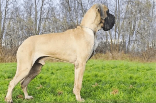 Great Dane dog picture