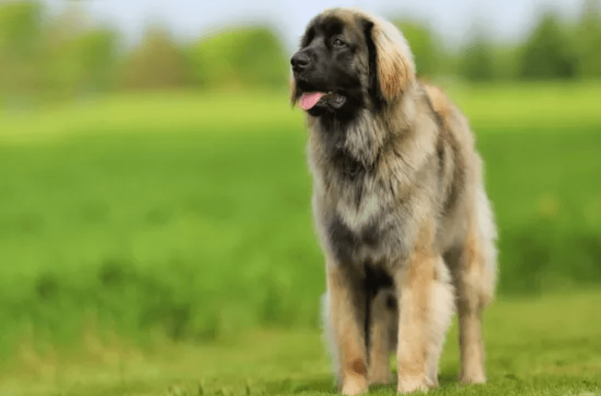 Leonberger dog picture