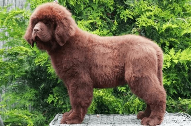 Newfoundland dog picture