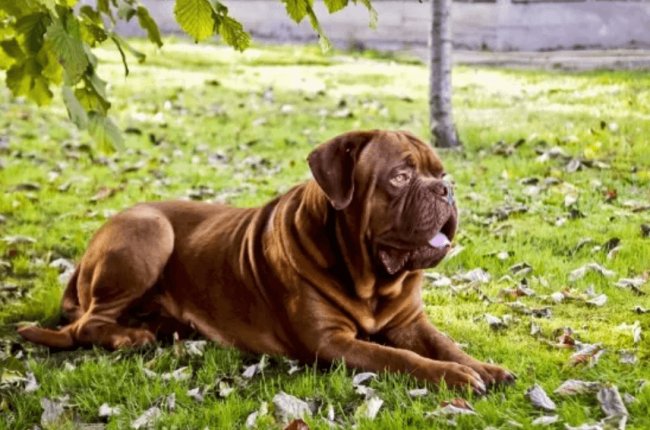 Dogue de Bordeaux image