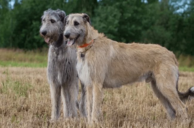 Irish Wolfhound dogs picture