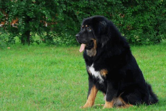 Tibetan Mastiff dog image