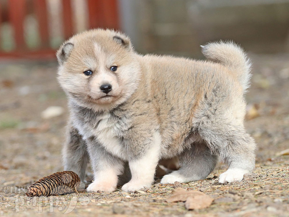 Akita Inu For Sale Akita Inu Puppies Akita Inu For Sale Akita Inu Puppies