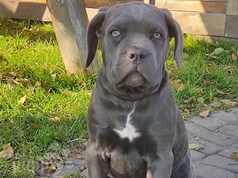 Cane Corso For Sale Cane Corso Puppies