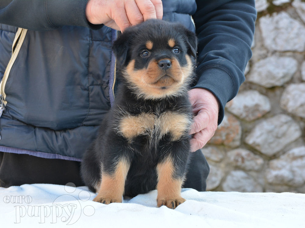 Rottweiler For Sale Rottweiler Puppies Rottweiler For Sale Rottweiler Puppies