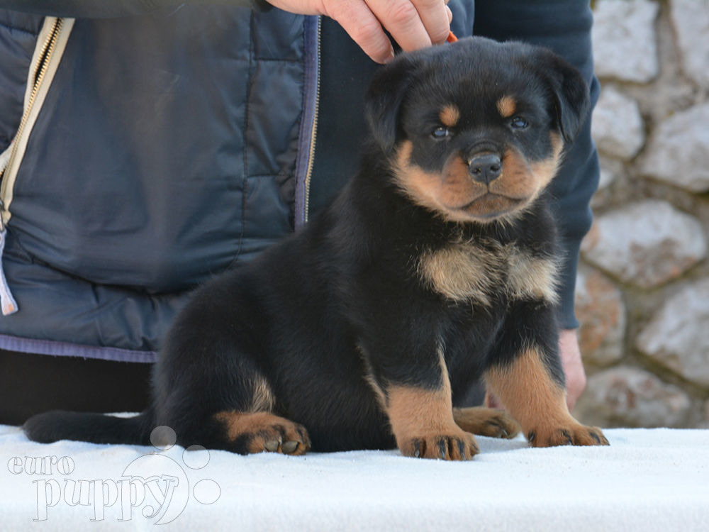 Rottweiler For Sale Rottweiler Puppies Rottweiler For Sale Rottweiler Puppies