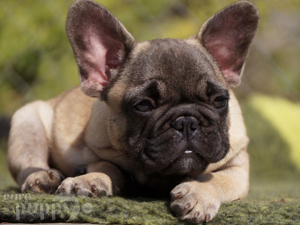 French Bulldog For Sale French Bulldog Puppies French Bulldog For Sale French Bulldog Puppies