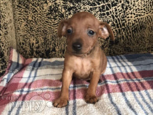 folding security door