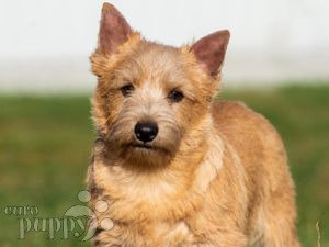 Norwich Terrier For Sale Norwich Terrier Puppies