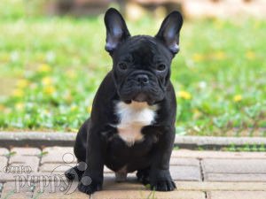 French Bulldog For Sale French Bulldog Puppies