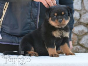 Rottweiler For Sale Rottweiler Puppies
