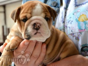 English Bulldog For Sale English Bulldog Puppies