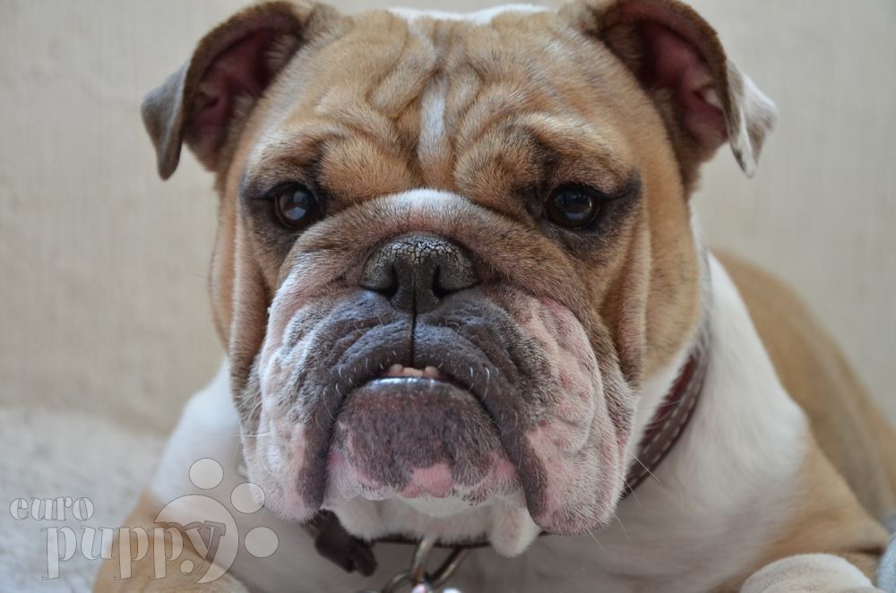 english bulldog
