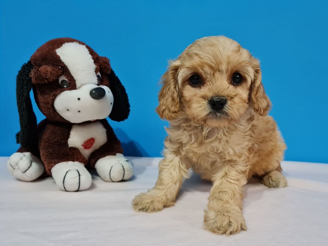Image showcasing All the Facts about Hypoallergenic Puppies for Sale | Euro Puppy