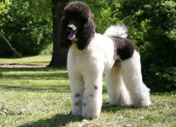 Standard Poodle low shedding