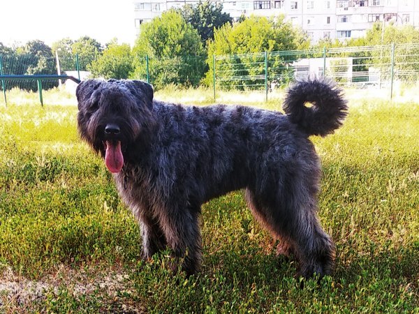 Bouvier de Flanders