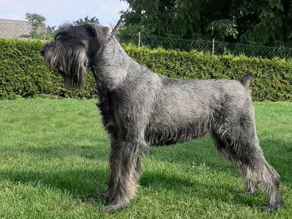 Giant Schnauzer