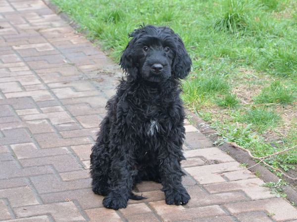 Portuguese Water Dog