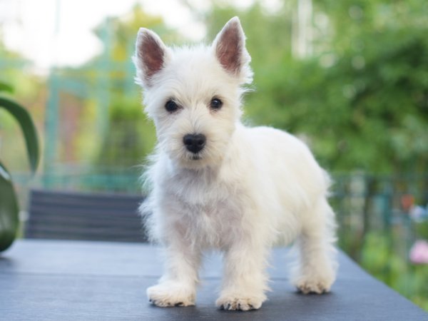 West Highland Terrier