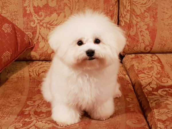 Bichon Frise