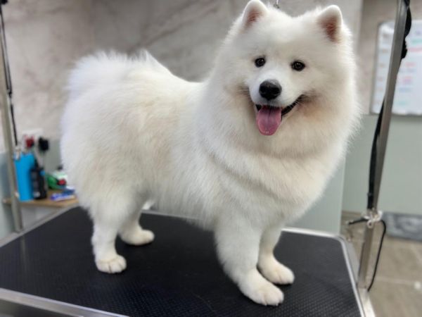 Samoyed