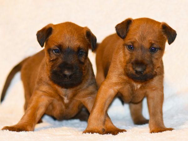 Irish Terrier