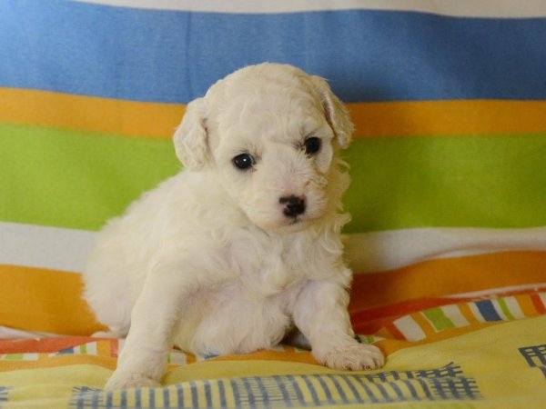 hypoallergenic Miniature Poodle