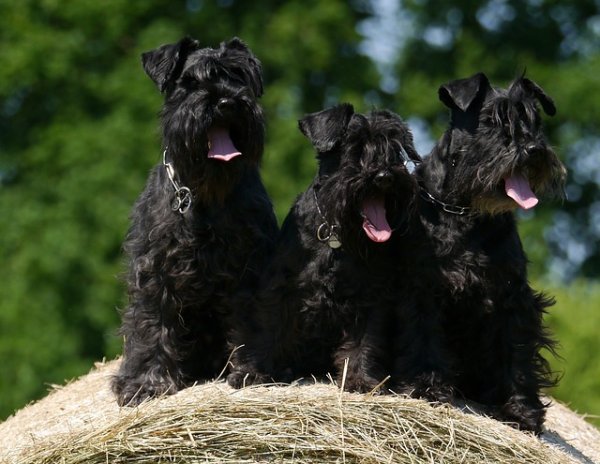 Standard Schnauzer