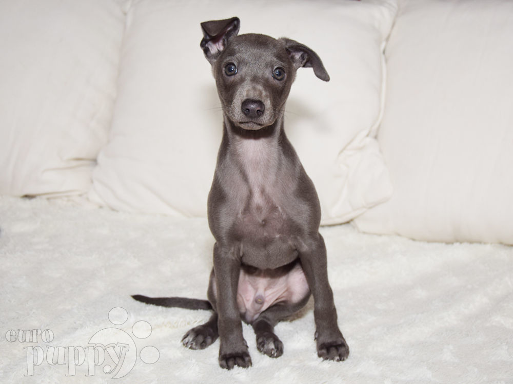 Titch Italian Greyhound Puppy For Sale Euro Puppy Titch Italian Greyhound Puppy For Sale Euro Puppy