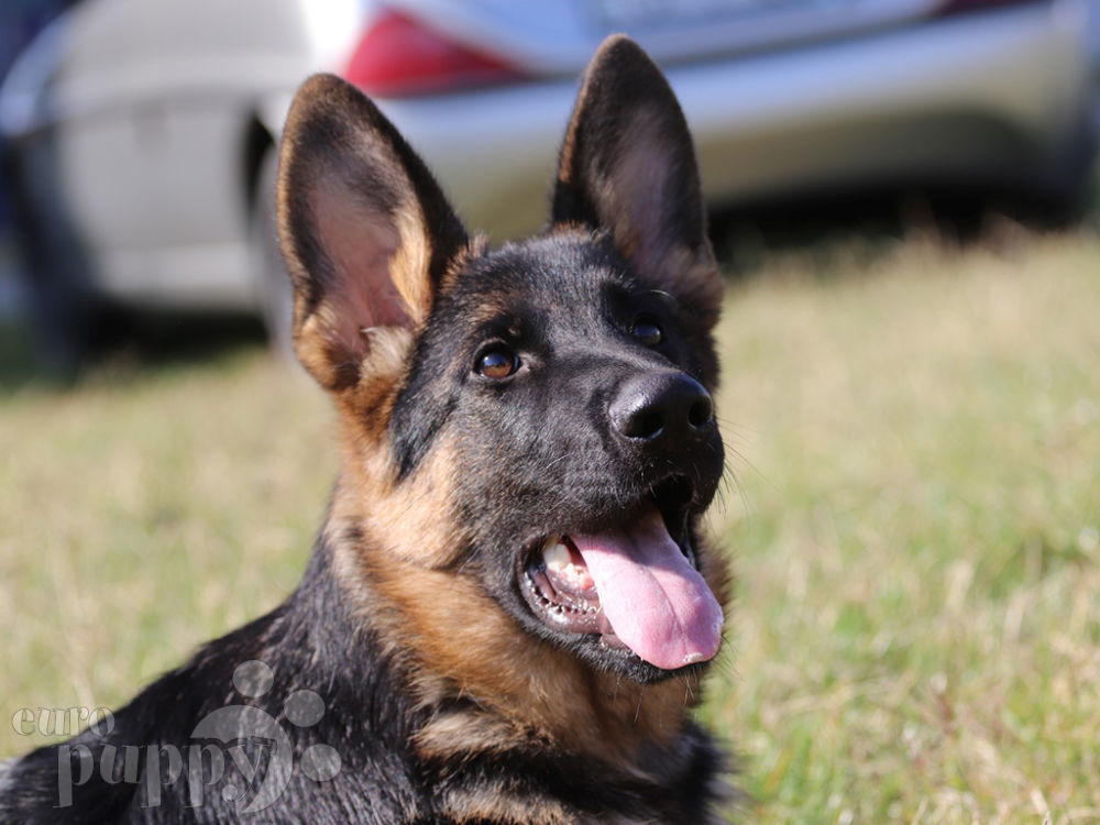 German Shepherd Dog For Sale German Shepherd Dog Puppies