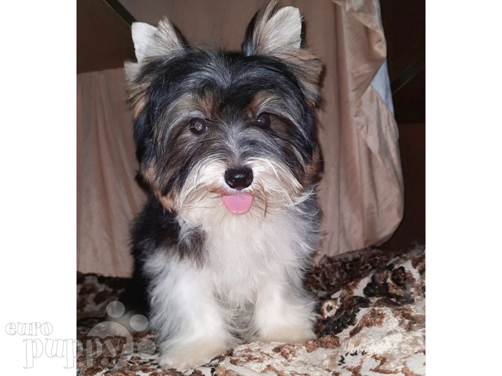 Ofeliya Biewer Yorkie Puppy For Sale Euro Puppy