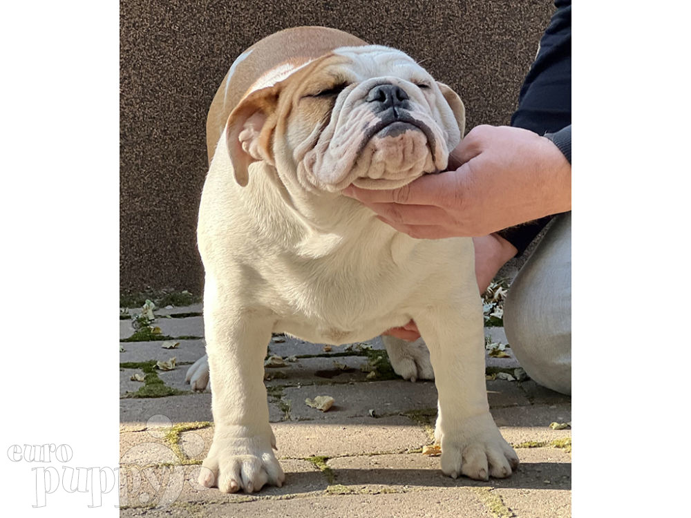 Bulldog For Sale Bulldog Puppies