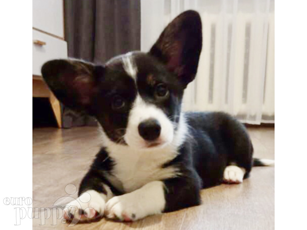 Welsh Corgi For Sale Welsh Corgi Puppies