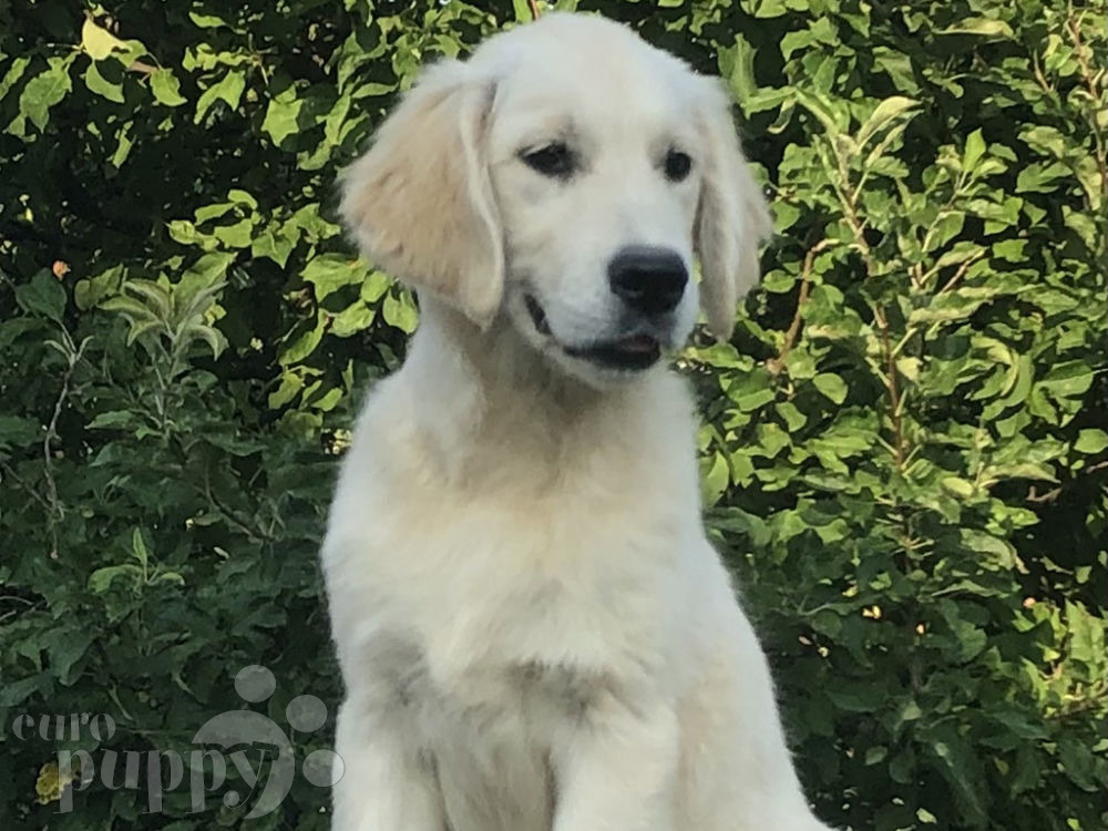 Golden Retriever For Sale Golden Retriever Puppies