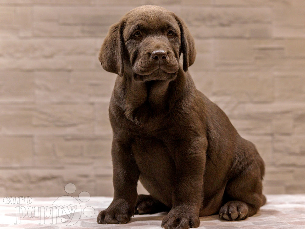 Labrador Retriever For Sale Labrador Retriever Puppies