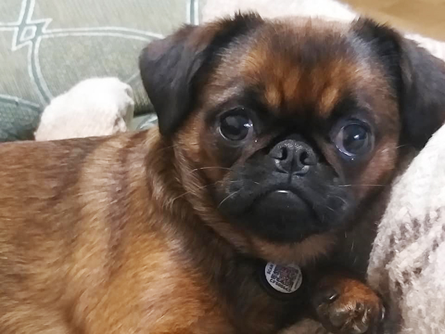 smooth coat brussels griffon for sale