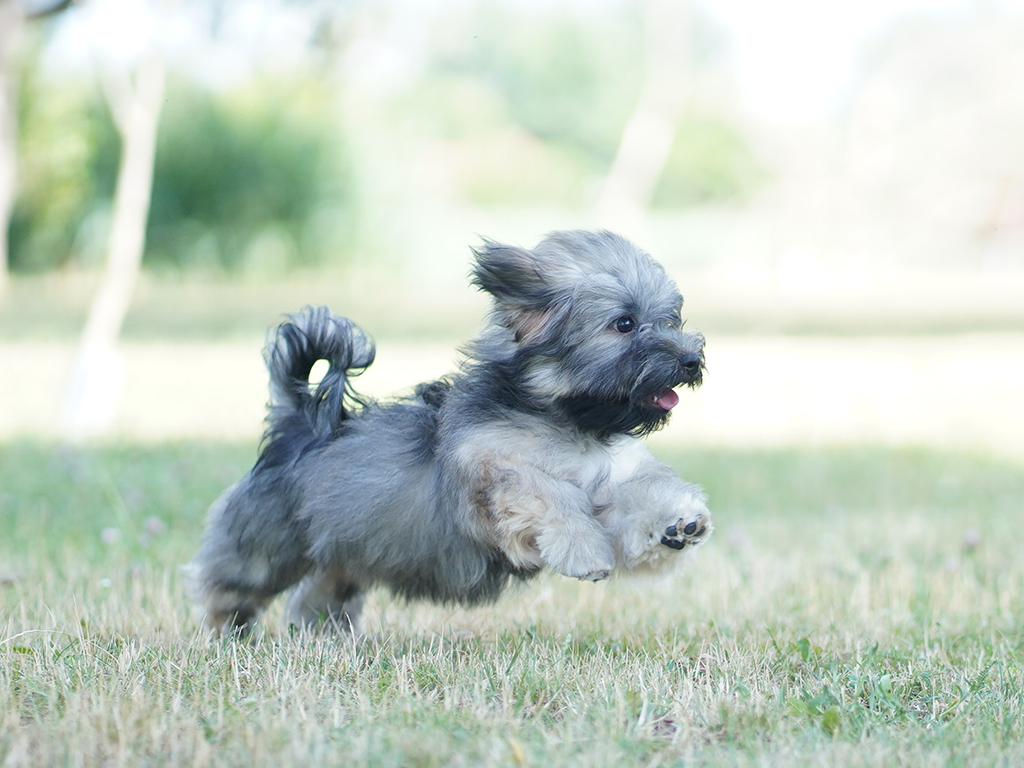 Havanese