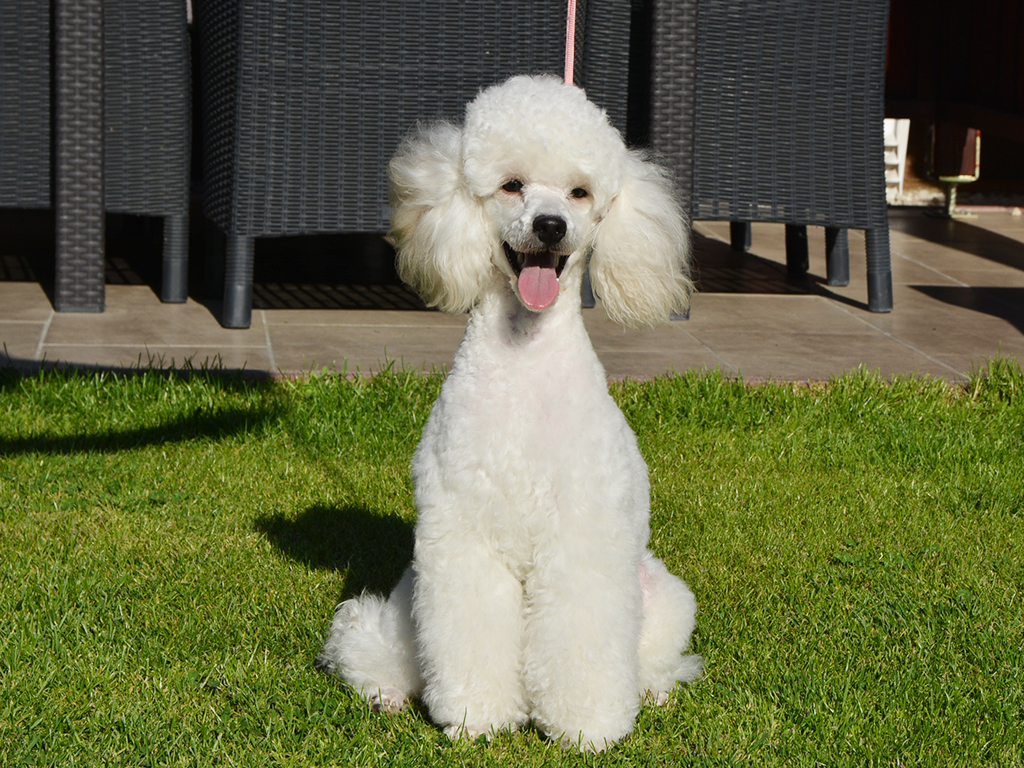 Toy Poodle hypoallergenic