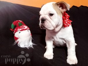 English Bulldog For Sale English Bulldog Puppies