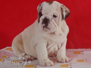 English Bulldog For Sale English Bulldog Puppies
