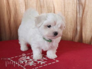 Maltese For Sale Maltese Puppies